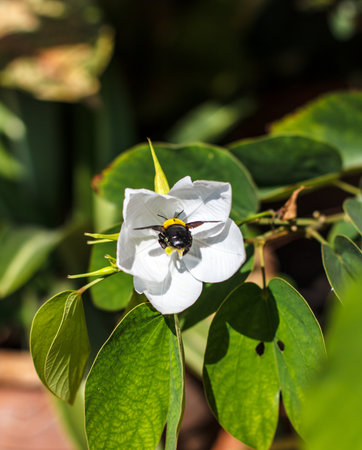 Bumble bee Insect pollinationの写真素材