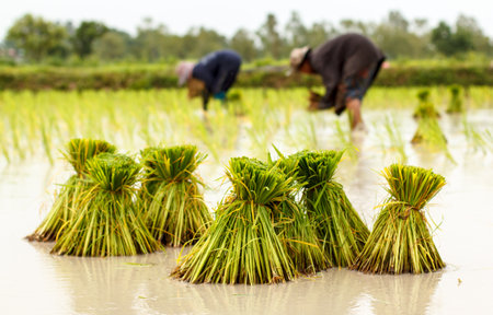 Farmers in thailand traditional thai rice growthの写真素材