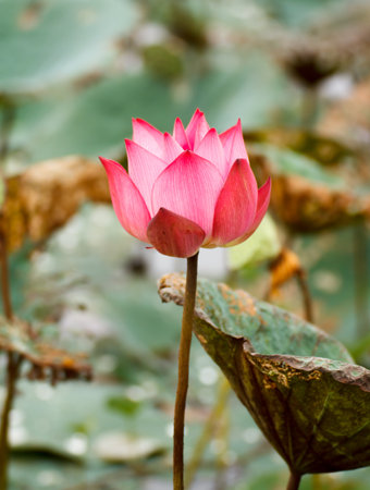 blossom lotus flowerの写真素材