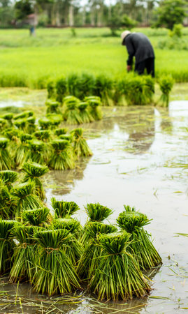 Farmers in thailand traditional thai rice growthの写真素材