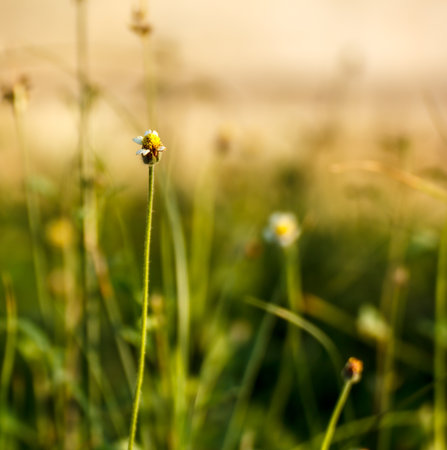 GRASS FLOWERの写真素材