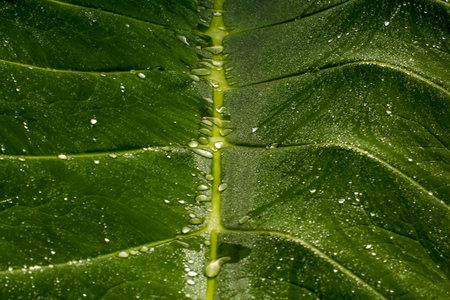 Dew on wood leaves green.