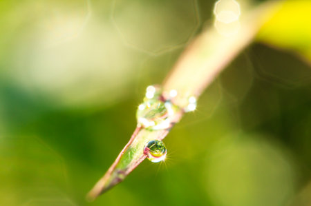water droplets on grassの写真素材
