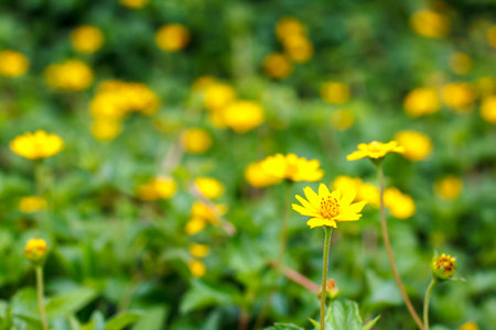 Yellow flowers backgroundの写真素材