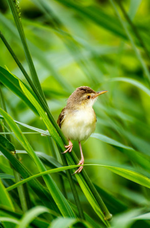 shortwing Birds on green backgroundの写真素材