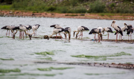 White Pelicansの写真素材