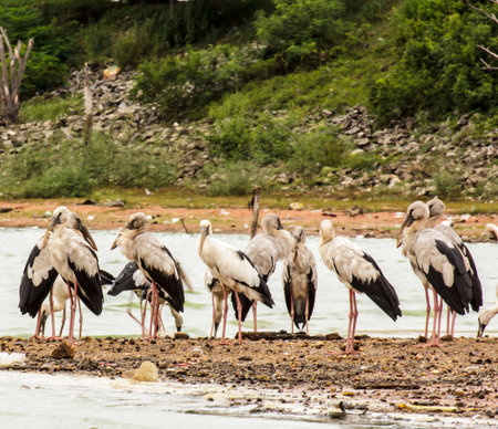 White Pelicansの写真素材
