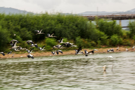 Pelicans in flight