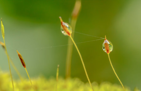 Water drops on moss in Naturalの写真素材