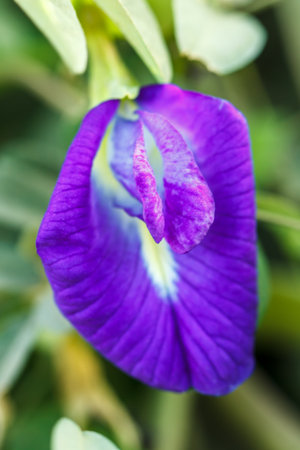 blue color of beautiful butterfly pea flower and leafの写真素材