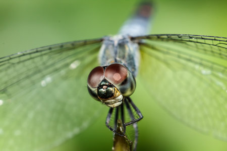 Dragonfly on green backgroundの写真素材