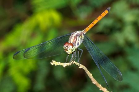 Dragonfly on branch in natureの写真素材
