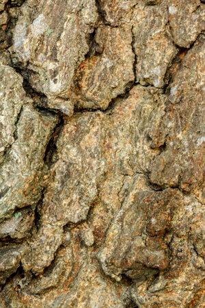 wood surface of the bark