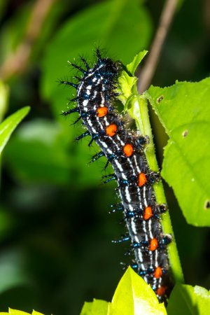Brown furry caterpillars in nature,Macro/close-up shot of a black,の写真素材