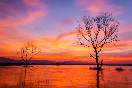 Morning sunrise with a silhouette of a tree.の写真素材
