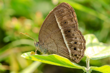 Vivid butterfly on green leaves.の写真素材