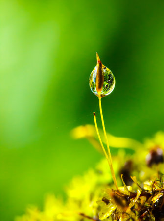 Water drops on moss in Natural