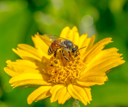 Bees collecting nectar from flowerの写真素材