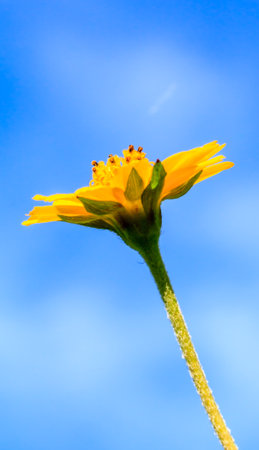 Yellow flowers against blue skyの写真素材