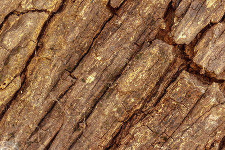 Old Wood bark surface for background
