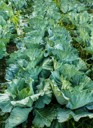 Farmland cultivated cabbage on the plateau.の写真素材