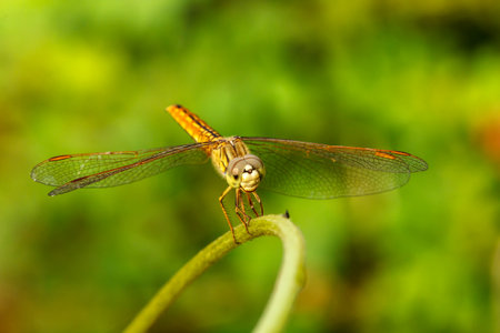 Dragonfly in the outdoors by naturalの写真素材