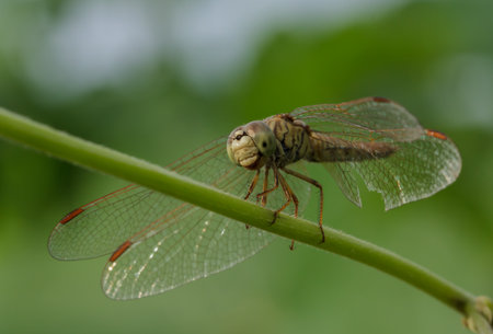 Dragonfly in the outdoors by naturalの写真素材