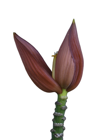 banana flower on white backgroundの写真素材