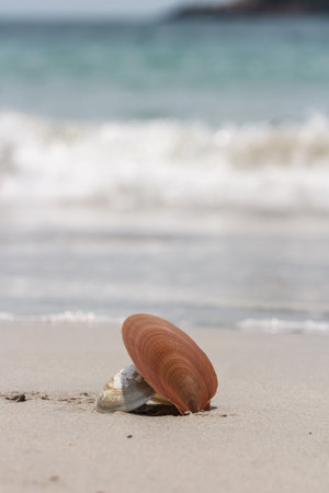 Sea shells on sand Summer beach