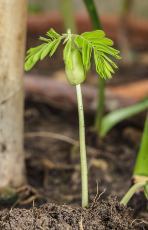 Small green seedlings in natureの写真素材