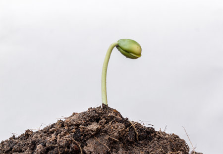 Small plant seedling isolated on white backgroundの写真素材
