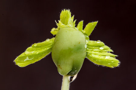 Small green seedlings in natureの写真素材