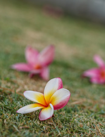 Plumeria flowers beautiful in parks.の写真素材