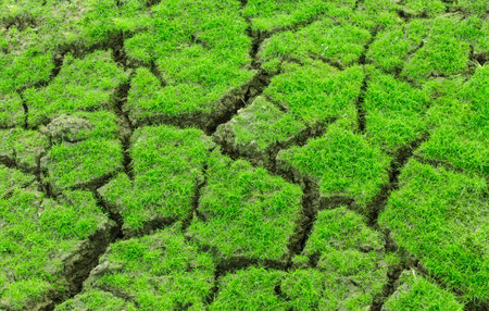 field grass park yard outdoorの写真素材