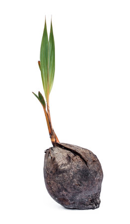 Coconut seedlings on a white background.の写真素材