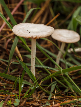 Two Beautiful white mushrooms naturally