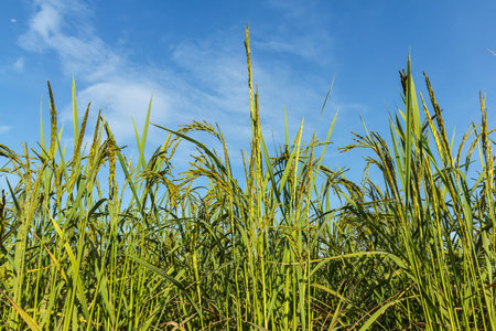 Paddy rice thailand for food security worldwide.の写真素材