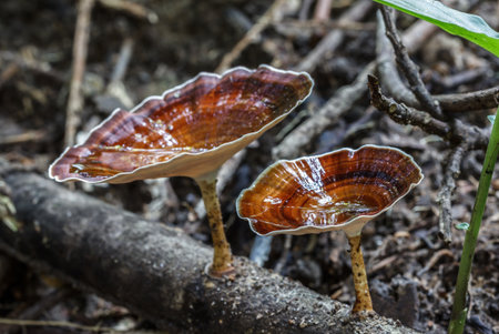 Beautiful brown mushroom in the forest.