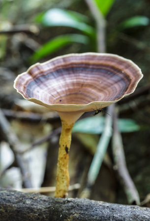 Beautiful brown mushroom in the forest.