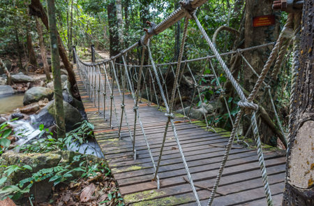 Pedestrian suspension bridge over river in rainforestの写真素材