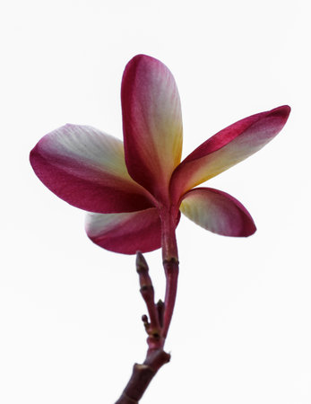 Plumeria flowers on white background beautiful, (in beach)の写真素材