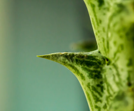 Cactus Thorns Beautiful Dangerousの写真素材