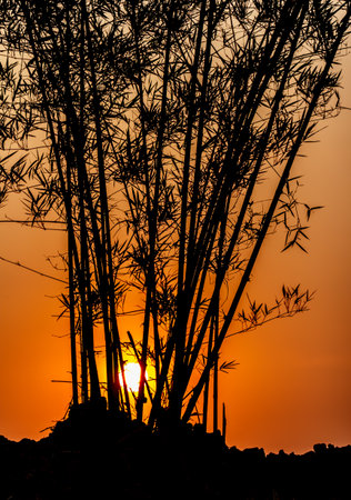 Bamboo silhouette with the sun in nature.の写真素材