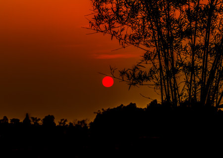 Bamboo silhouette with the sun in nature.の写真素材