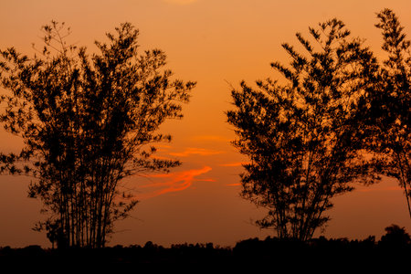 Bamboo silhouette with the sun in nature.の写真素材
