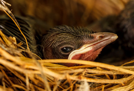 Baby birds in the nest waiting to get food with their beaks wide openの写真素材