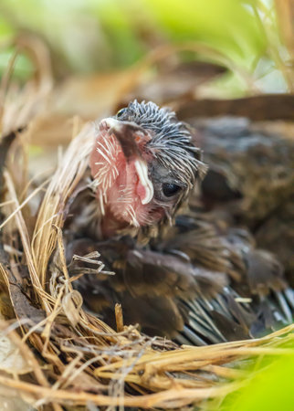 Baby birds in the nest waiting to get food with their beaks wide openの写真素材