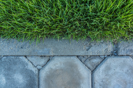 Beautiful Lawn fresh spring green grassの写真素材
