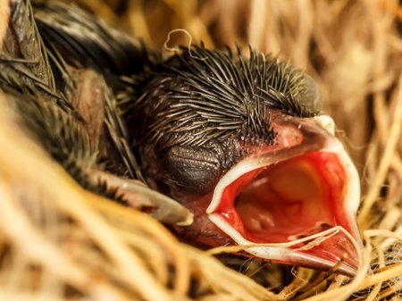 Baby birds in the nest waiting to get food with their beaks wide openの写真素材