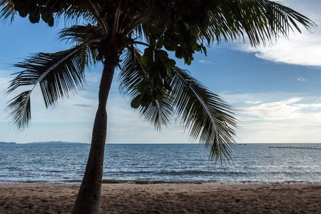Nobody beautiful sea beach with coconut palm trees on beachの写真素材